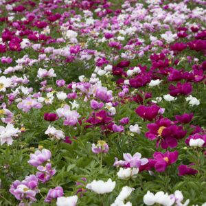 field of peonies