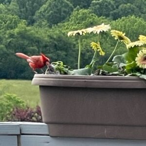 Cardinal Feeding Baby