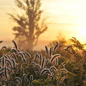 Wheat at dusk