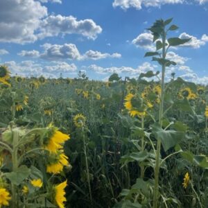 Sunflower Field