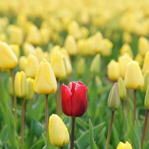 Red tulip in a field of yellow tulips