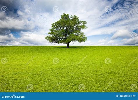 Tree in Meadow